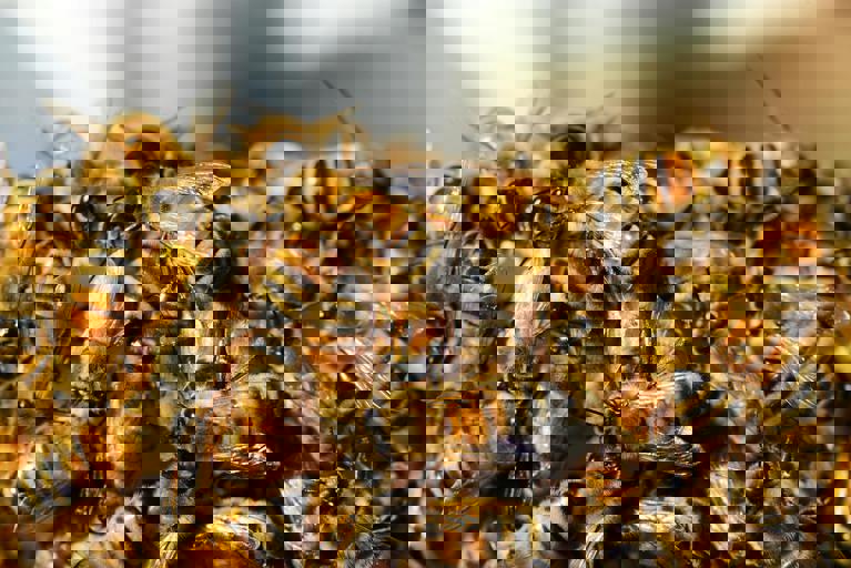 Rooftop Beekeeping Trend Grows as Urbanites Embrace Local Honey Production